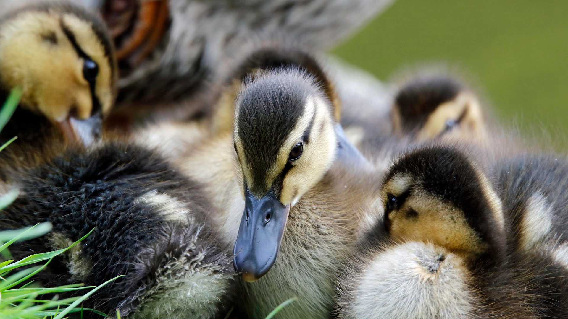 法国6400万只鸭子接种疫苗以保护民族美食