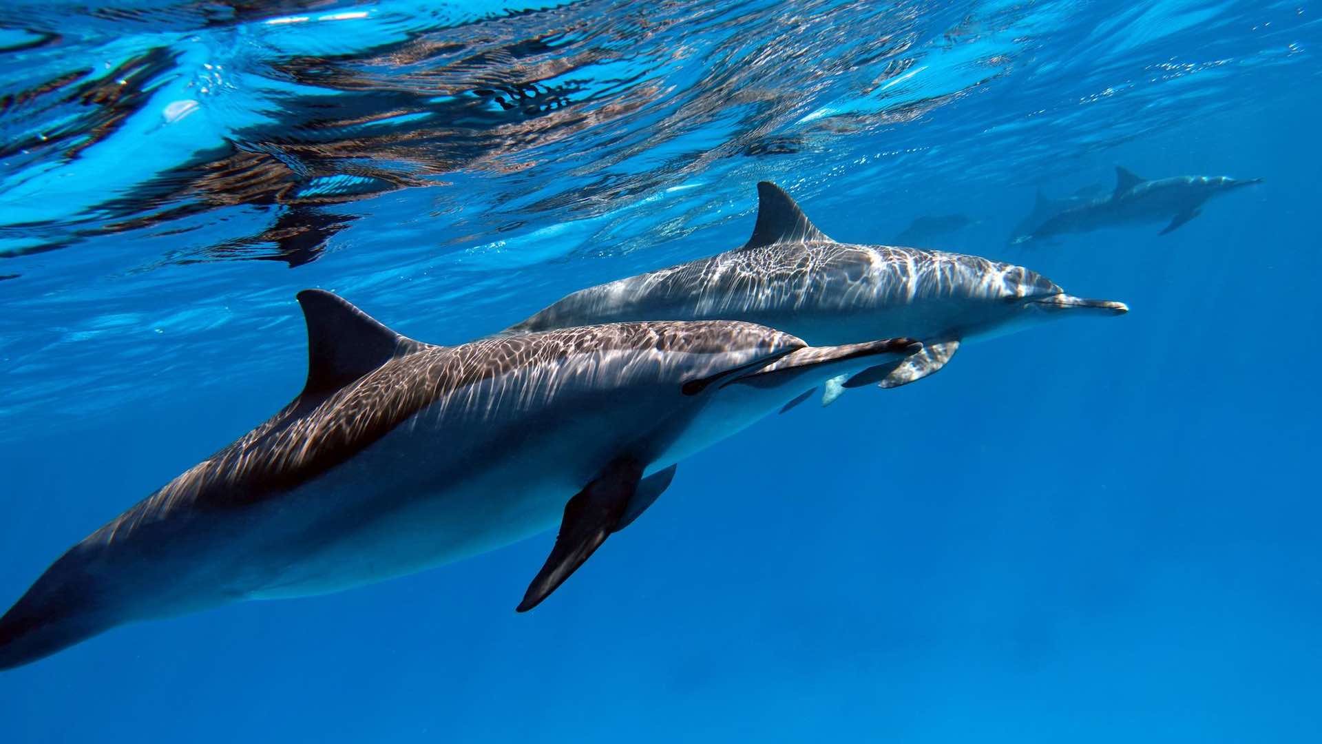 亚马逊干旱导致100多只海豚死亡