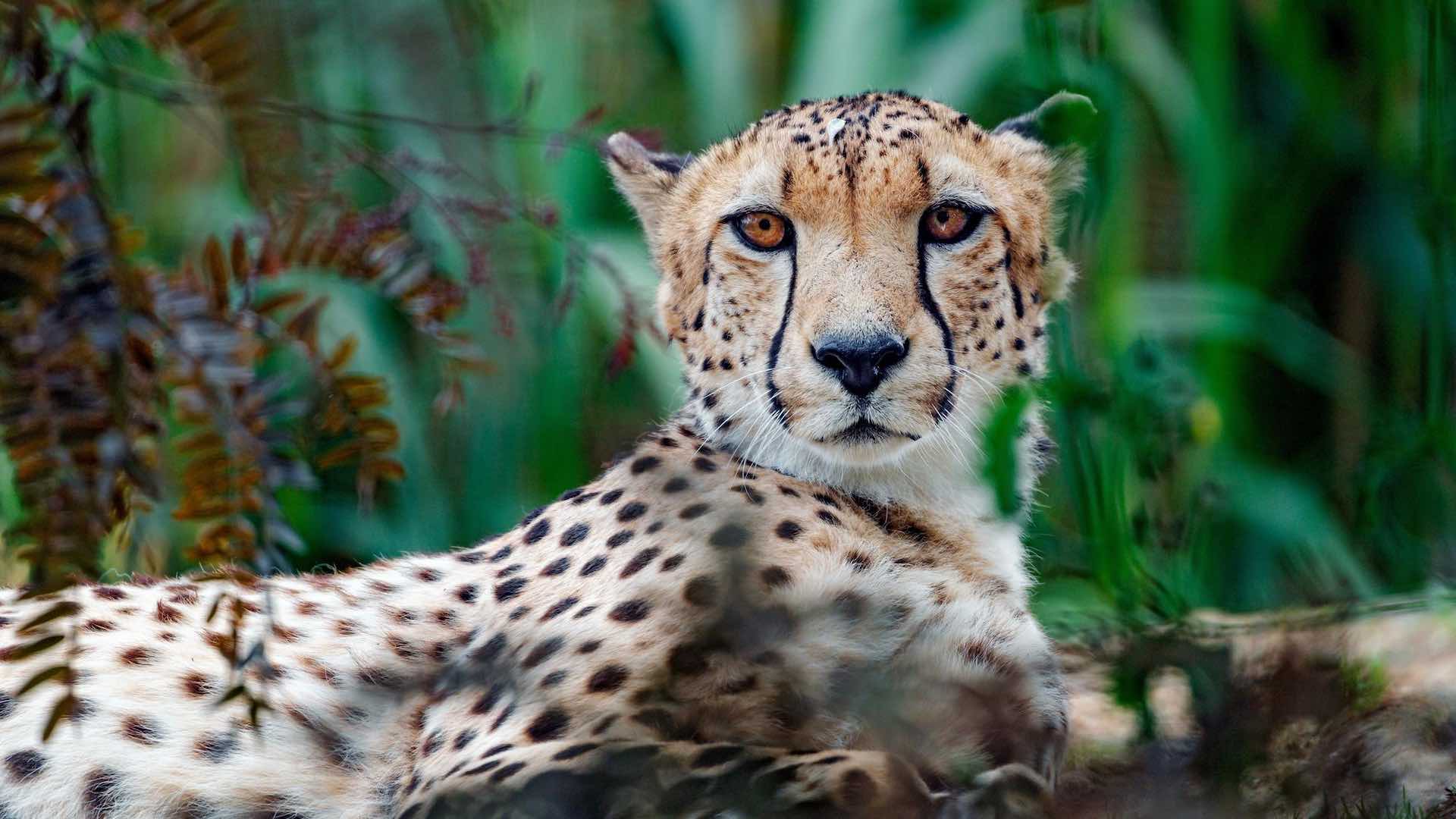 Endangered leopards and pangolins used in Chinese medicines, report reveals