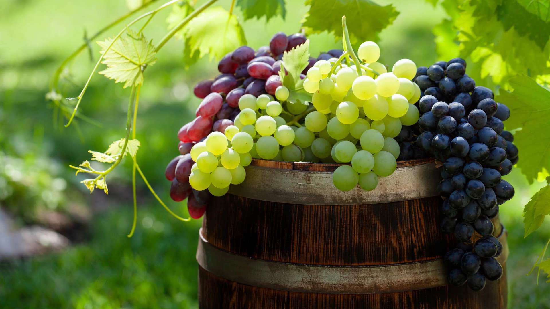 Les raisins améliorent la santé oculaire, dépassant leurs bienfaits antioxydants connus
