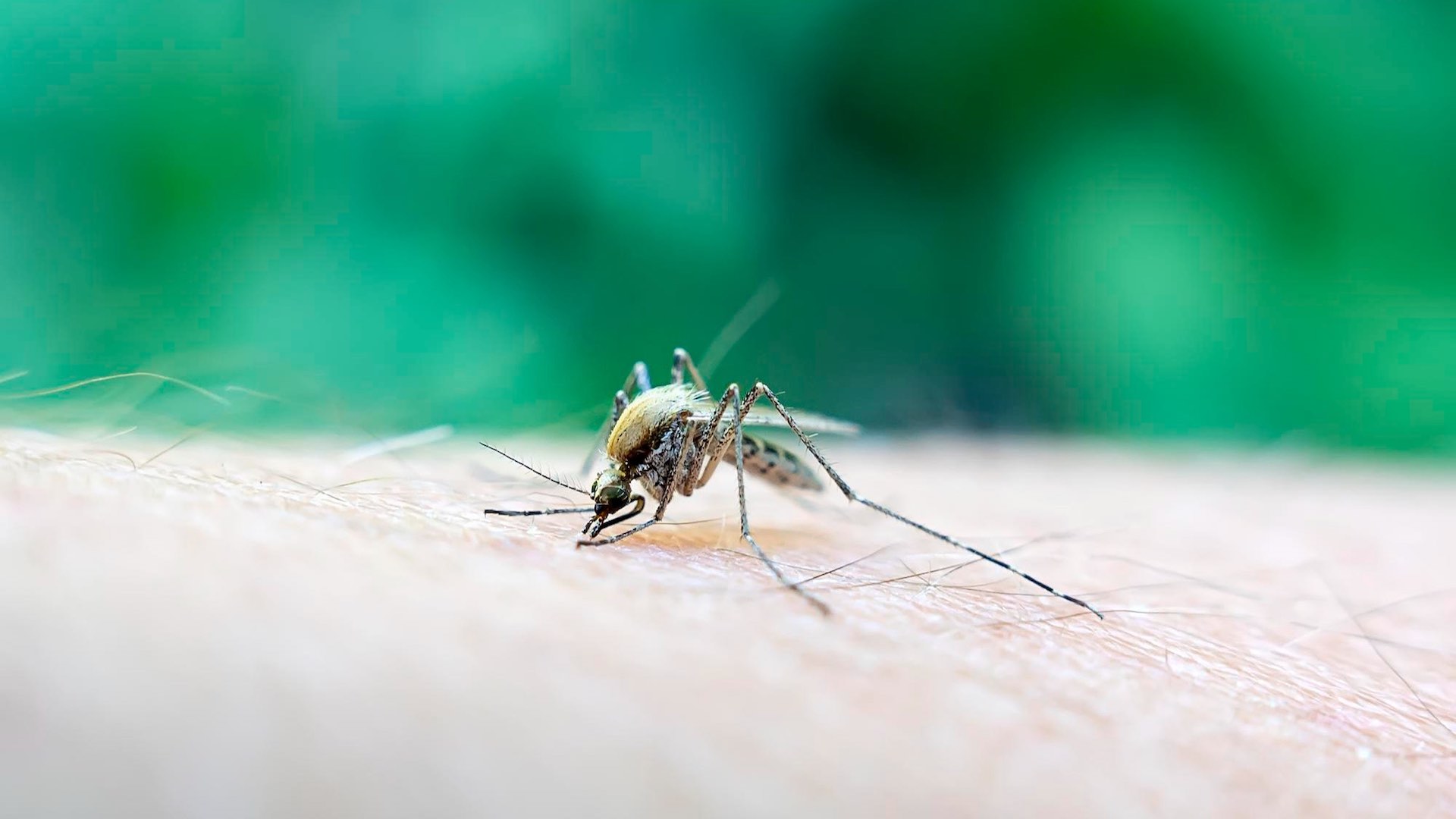 गर्म जलवायु डेंगू को यूरोप और अमेरिका के तटों तक धकेलती है